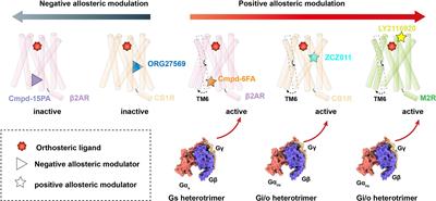 Frontiers | Allosteric Modulation Of G Protein-coupled Receptor Signaling